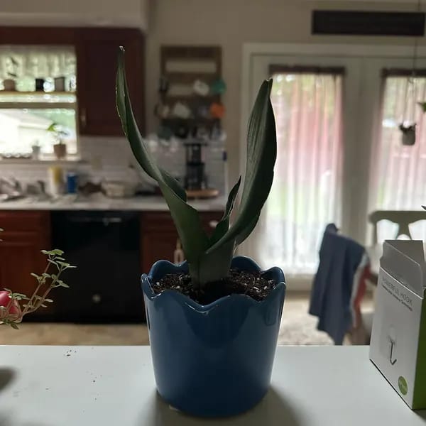 Customer photo review of Sansevieria Masoniana in a 3" Nursery Pot | Moonshine Snake Plant | Air Purifying Indoor Plant | Low Light Houseplants | Cat Safe Plant