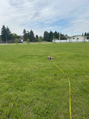 Customer photo review of Biothane Long Line with Detachable Handle