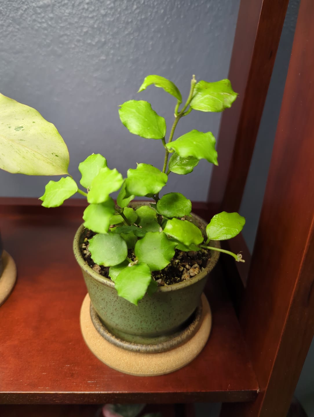 Customer photo review of Hoya endauensis