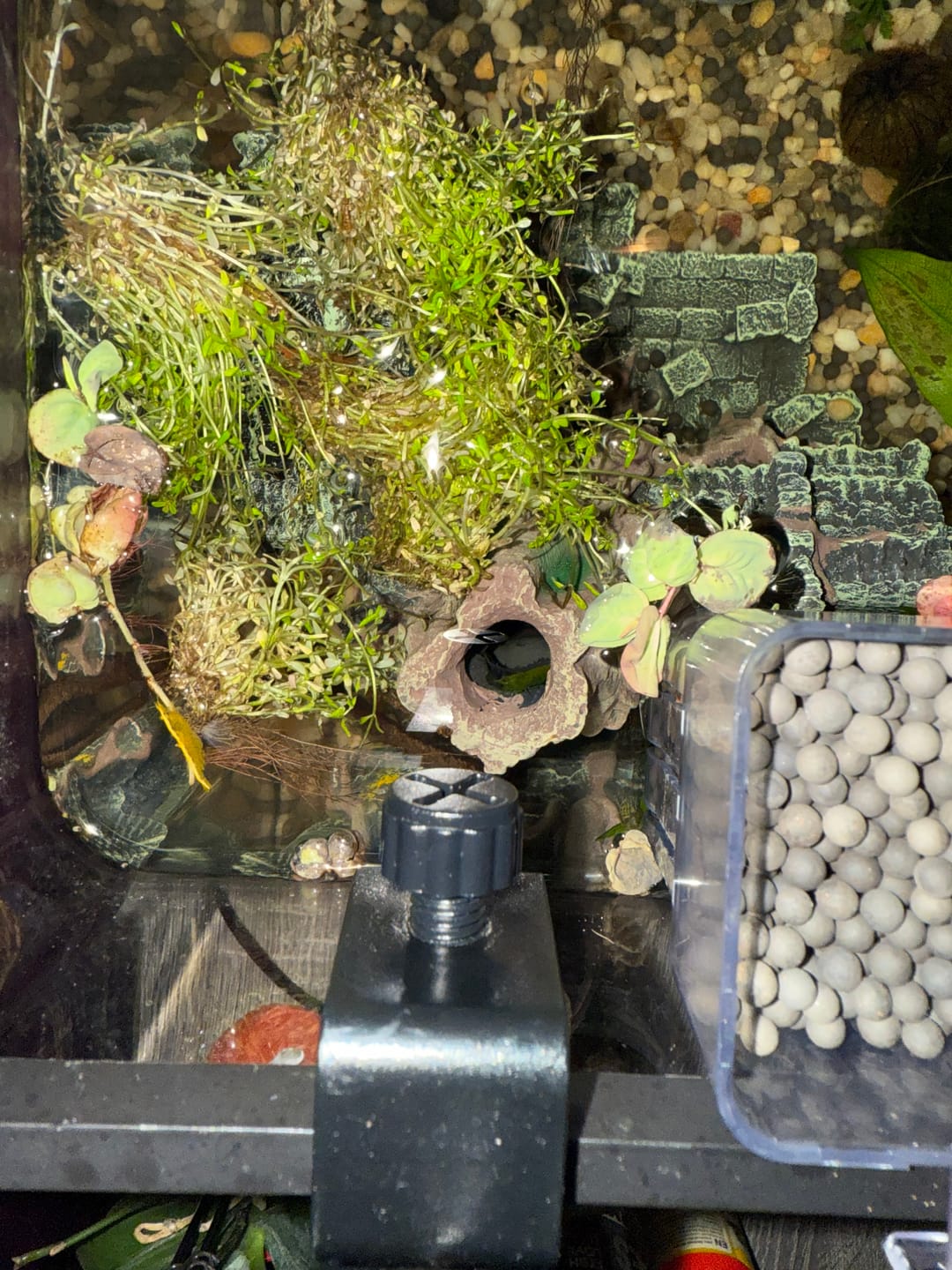 Customer photo review of Green Jade Shrimp