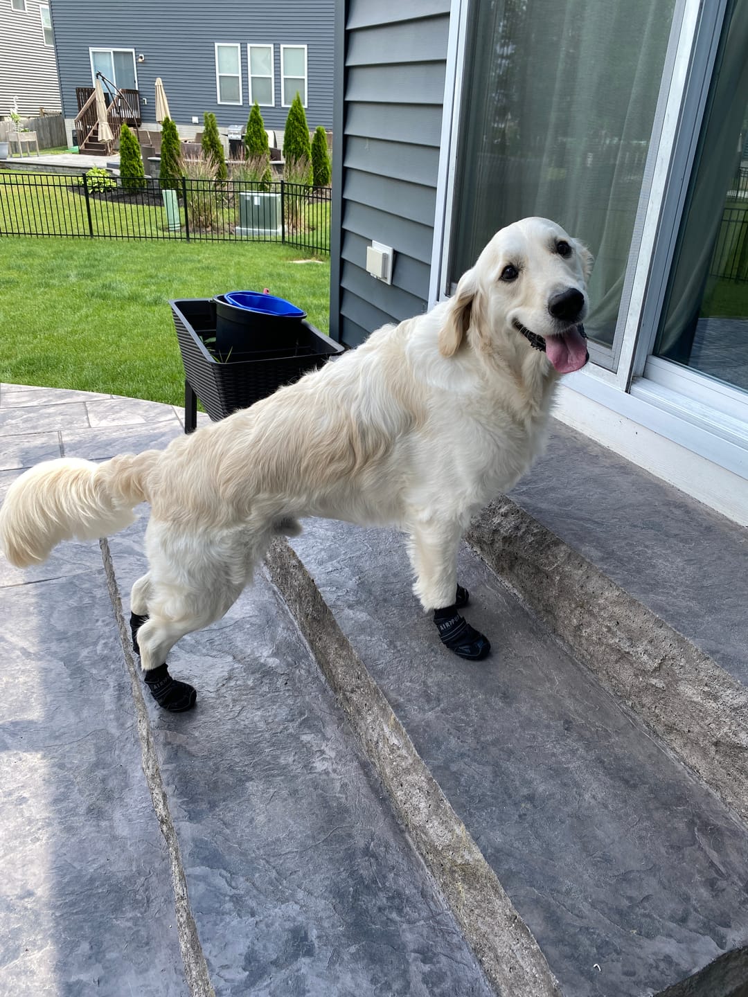 Customer photo review of AIR PUP SOCKS / BOOT LINERS