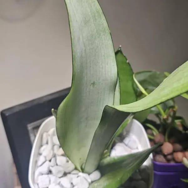 Customer photo review of Sansevieria Masoniana in a 3" Nursery Pot | Moonshine Snake Plant | Air Purifying Indoor Plant | Low Light Houseplants | Cat Safe Plant