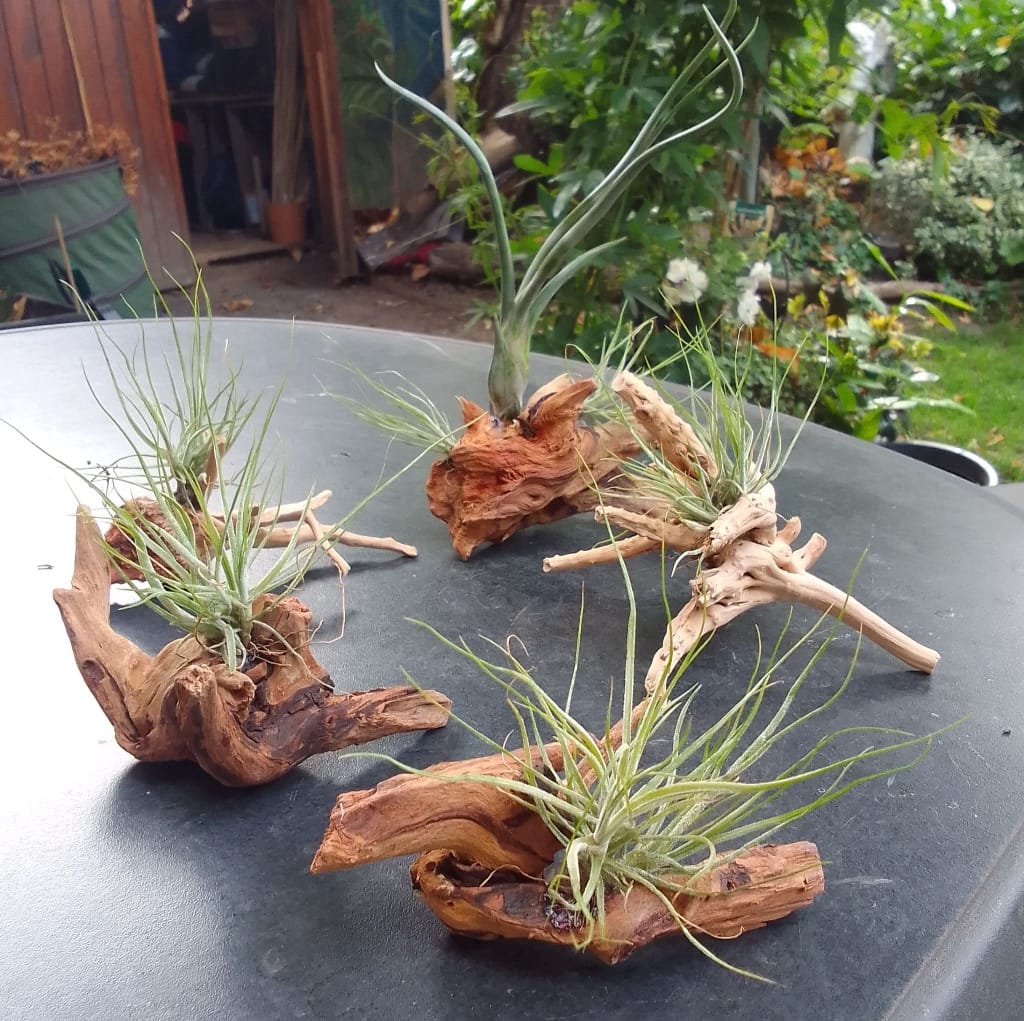 Customer photo review of Tillandsia capitata var. peach