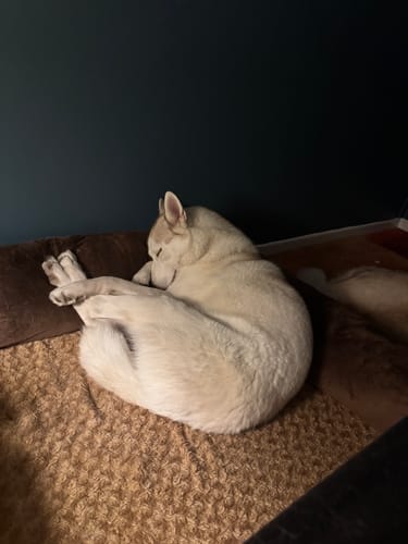Customer photo review of PaWz Premium Pet Sofa Bed
