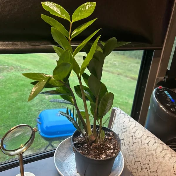 Customer photo review of Green ZZ Plant in 6" Grow Pot | Zamioculcas Zamiifolia Plant | Low Light Indoor Plant | Easy Care Houseplant | Beginner Friendly Plant