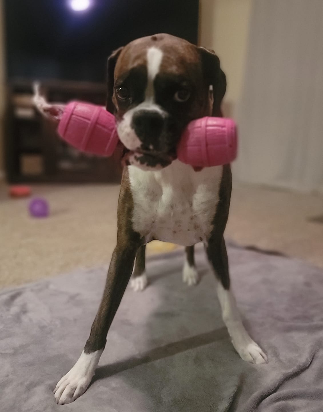 Customer photo review of 12 Inch Jumbo Braided Bully Stick
