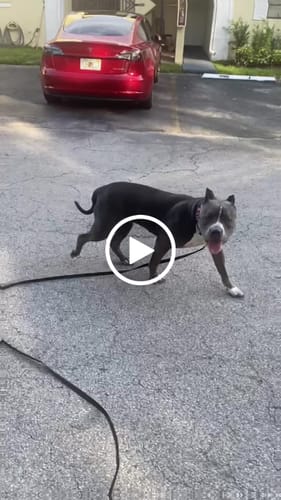 Customer video review of Bully Proof Set Leash + Collar