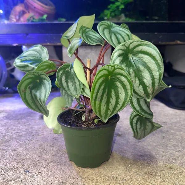 Customer photo review of Watermelon Peperomia starter plant In 4" Grow Pot - Large Watermelon-Striped Peperomia - Indoor Succulent Plant - Easy Care Houseplant