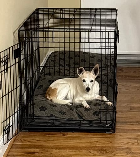 Customer photo review of Collagen Puptides