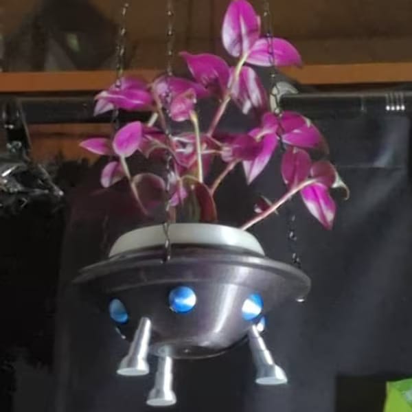 Customer photo review of Purple Wandering Jew in 3" Grow Pot | Easy Care Indoor Plant  | Live Wandering Dude Houseplant | Purple Plant For Indoors | Beginner Friendly Plant | Low Light Plant