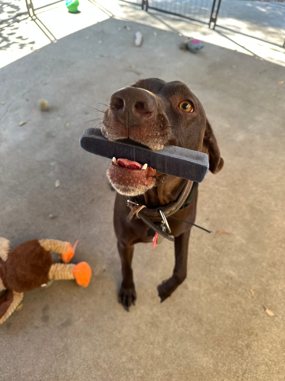 Customer photo review of Blueberry Himalayan Yak Chew (MEDIUM)