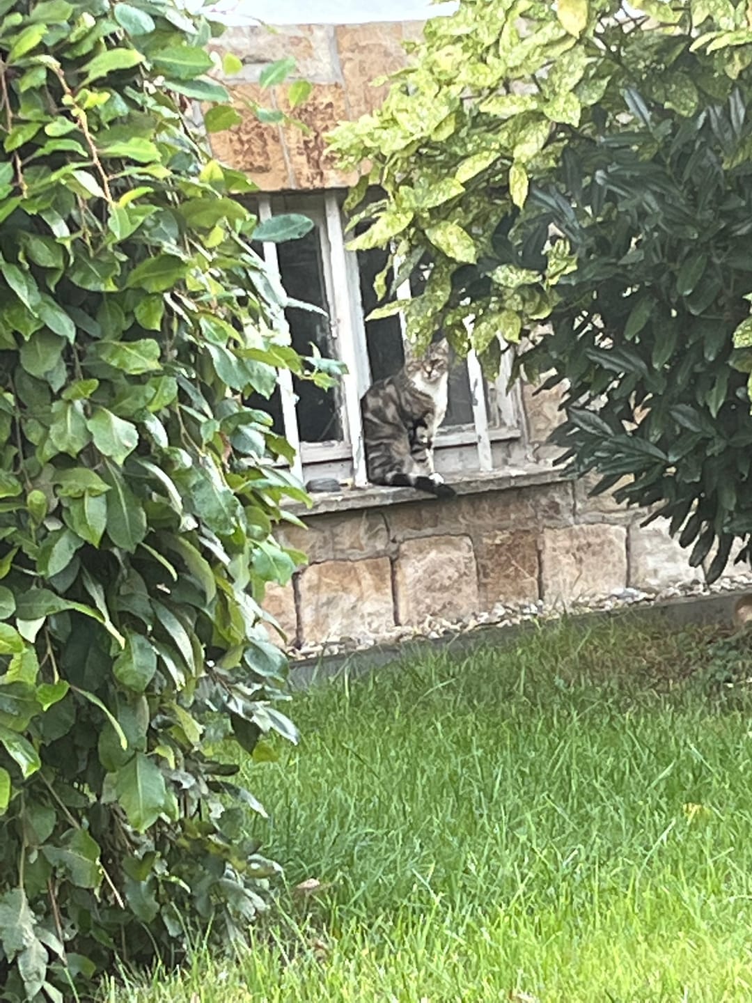 Customer photo review of Zpot-on für Katzen gegen Zecken, Flöhe, Milben & Mücken [Jahresvorrat]