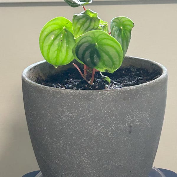 Customer photo review of Watermelon Peperomia starter plant In 4" Grow Pot - Large Watermelon-Striped Peperomia - Indoor Succulent Plant - Easy Care Houseplant