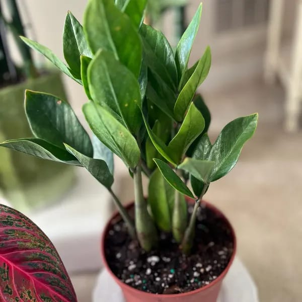 Customer photo review of Green ZZ Plant in 6" Grow Pot | Zamioculcas Zamiifolia Plant | Low Light Indoor Plant | Easy Care Houseplant | Beginner Friendly Plant