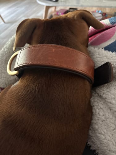 Customer photo review of Hand Made Leather Dog Collar- Classic  Black & Brass (Regular Fit)