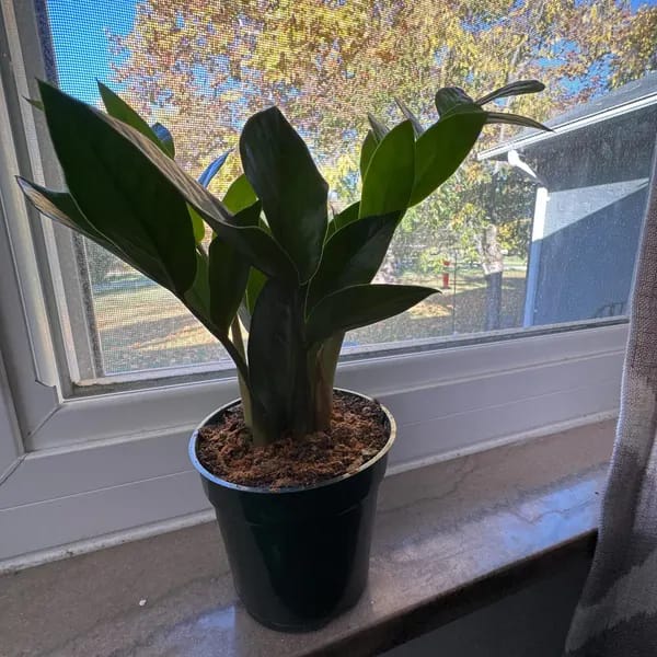 Customer photo review of Green ZZ Plant in 6" Grow Pot | Zamioculcas Zamiifolia Plant | Low Light Indoor Plant | Easy Care Houseplant | Beginner Friendly Plant