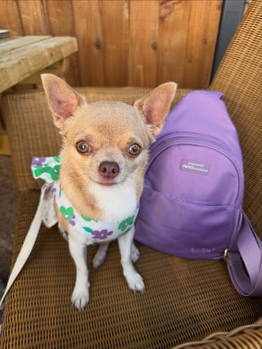 Customer photo review of Sling Backpack - Walkies Ready® Lilac