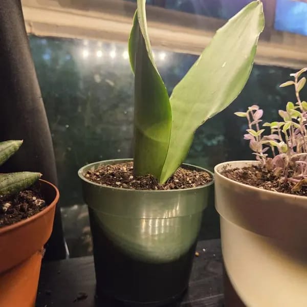 Customer photo review of Sansevieria Masoniana in a 3" Nursery Pot | Moonshine Snake Plant | Air Purifying Indoor Plant | Low Light Houseplants | Cat Safe Plant
