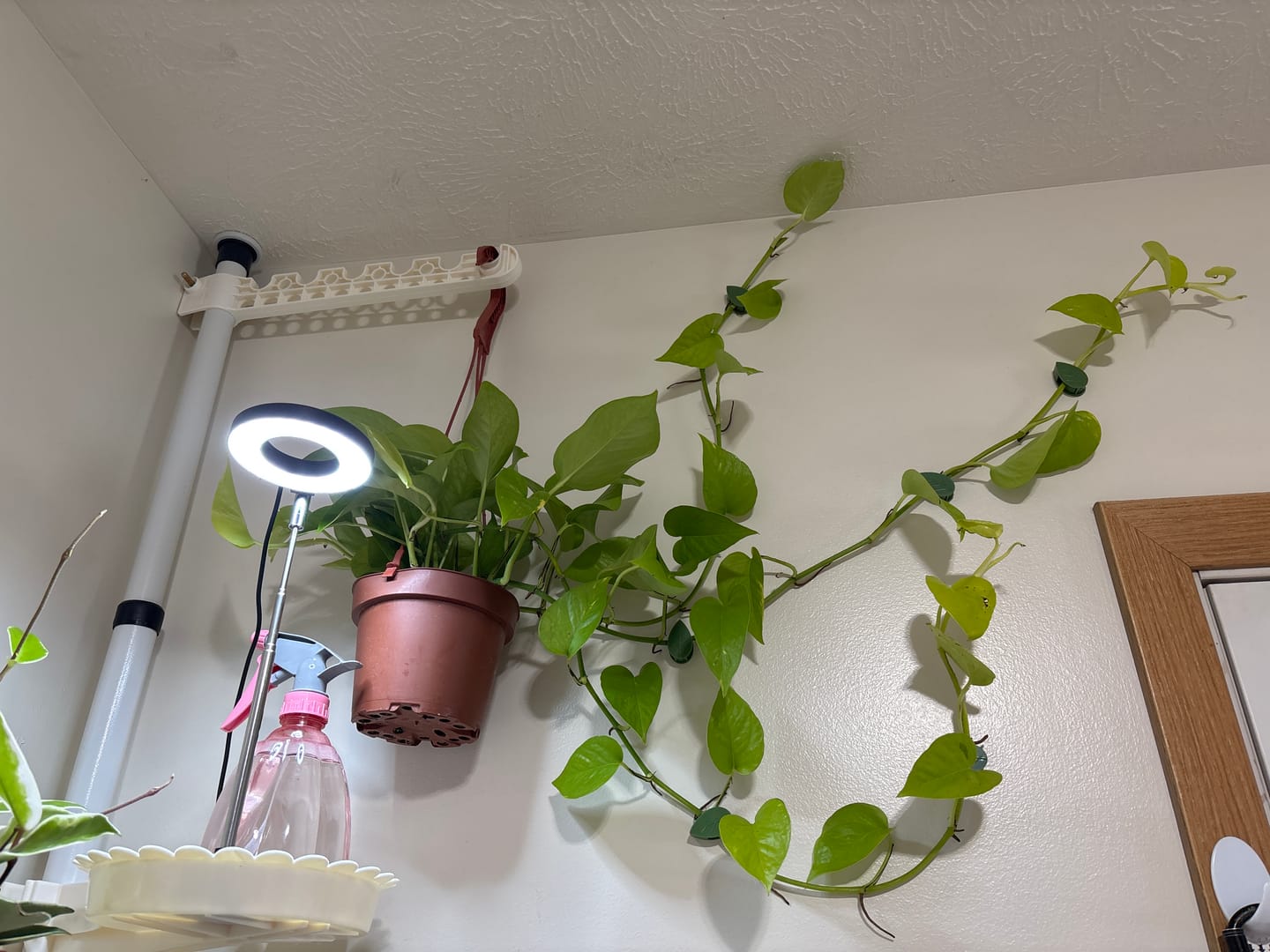Customer photo review of Pothos Epipremnum aureum 'Neon'