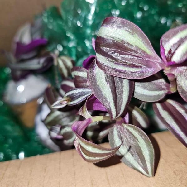 Customer photo review of Purple Wandering Jew in 3" Grow Pot | Easy Care Indoor Plant  | Live Wandering Dude Houseplant | Purple Plant For Indoors | Beginner Friendly Plant | Low Light Plant