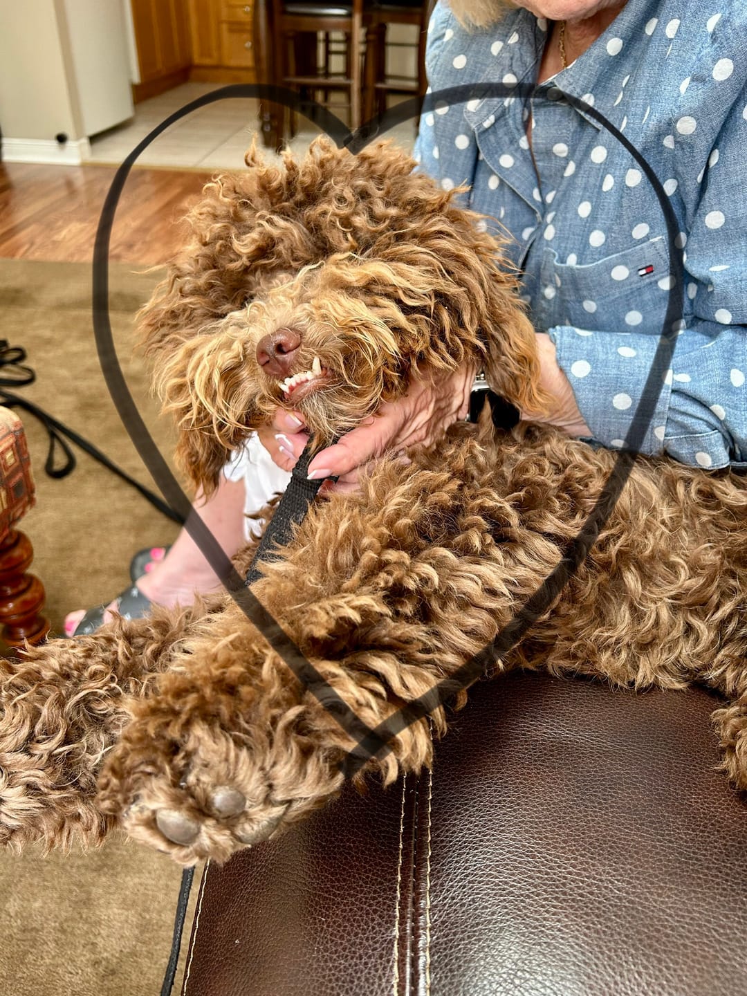 Customer photo review of 12 Inch Thick Braided Bully Stick