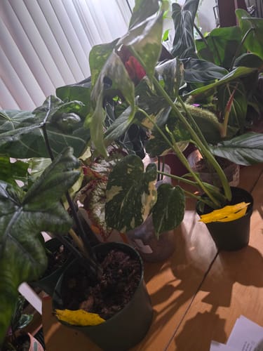 Customer photo review of Houseplant Pest Spray