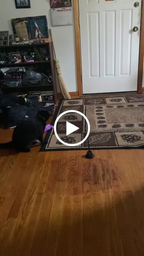 Customer video review of Interactive Bird Simulation Cat Toy Set