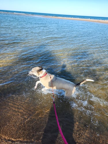 Customer photo review of Pain Relief Special