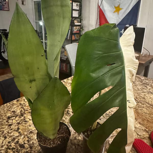 Customer photo review of Sansevieria Masoniana in a 3" Nursery Pot | Moonshine Snake Plant | Air Purifying Indoor Plant | Low Light Houseplants | Cat Safe Plant
