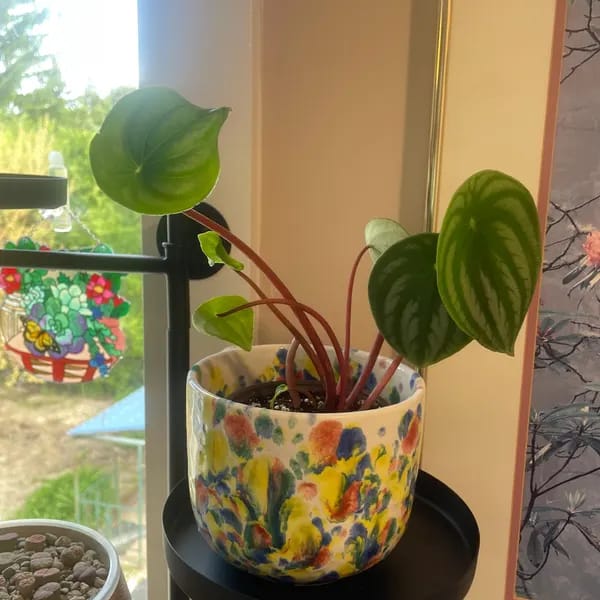 Customer photo review of Watermelon Peperomia starter plant In 4" Grow Pot - Large Watermelon-Striped Peperomia - Indoor Succulent Plant - Easy Care Houseplant