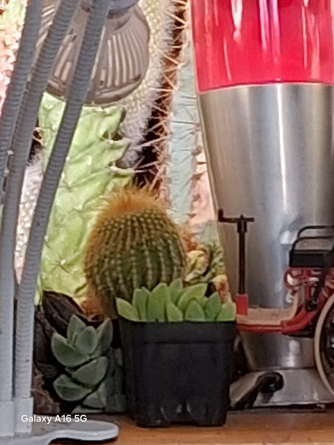 Customer photo review of Haworthia turgida var. suberecta