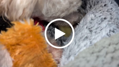 Customer video review of Yak Chew Pack – 6 Flavor-Infused Sticks
