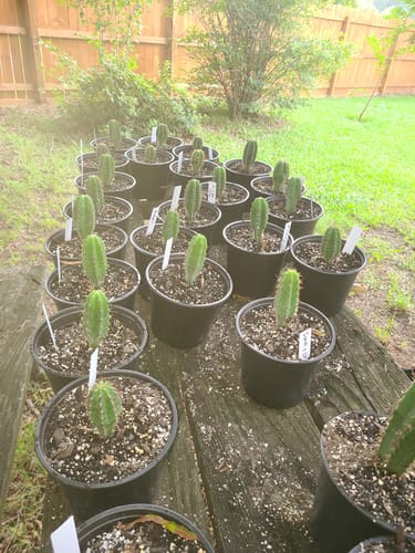 Customer photo review of Seedling Variety Packs | San Pedro Cactus Seedling Variety