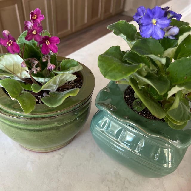 Customer photo review of African Violet in 4" Grow Pot Set - Indoor Flower Plant - Plant Lover Gift - White, Pink, Violet Live Flower Plant - Blooms All Year Round