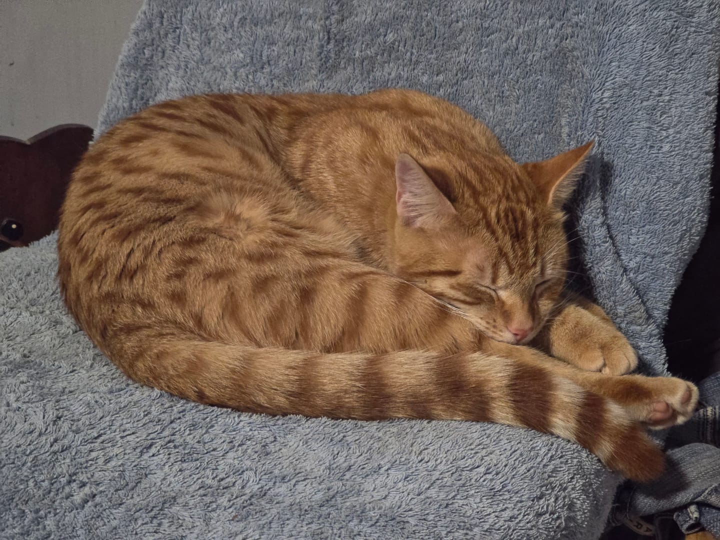 Customer photo review of Michu Tofu Cat Litter Gen3 6L- Dust-Free and Natural Clumping Tofu-Based Formula for Easy Cleanup