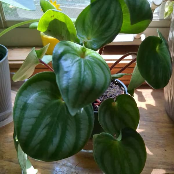 Customer photo review of Watermelon Peperomia starter plant In 4" Grow Pot - Large Watermelon-Striped Peperomia - Indoor Succulent Plant - Easy Care Houseplant