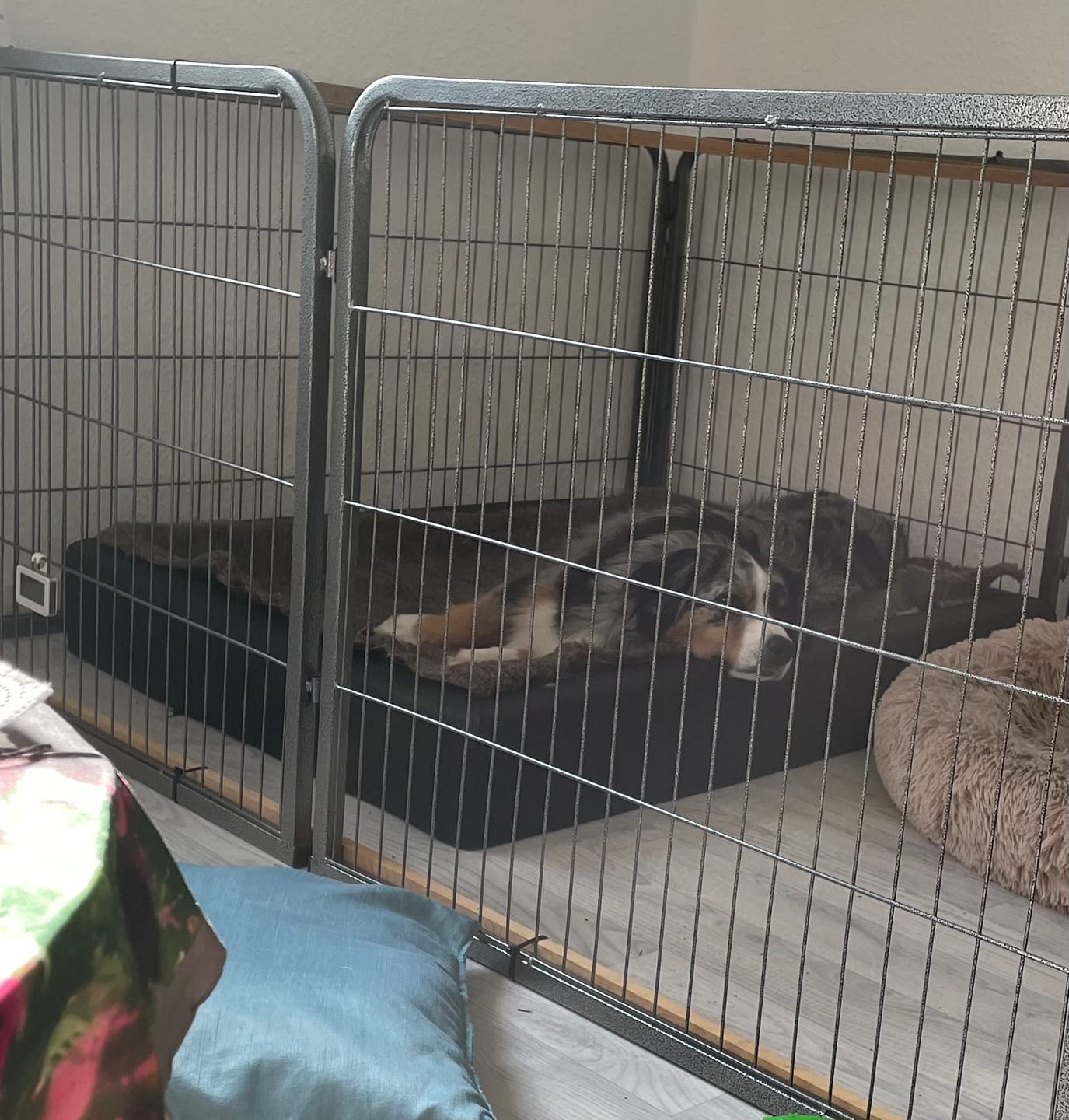 Customer photo review of Active Canis Vetbed, Brun