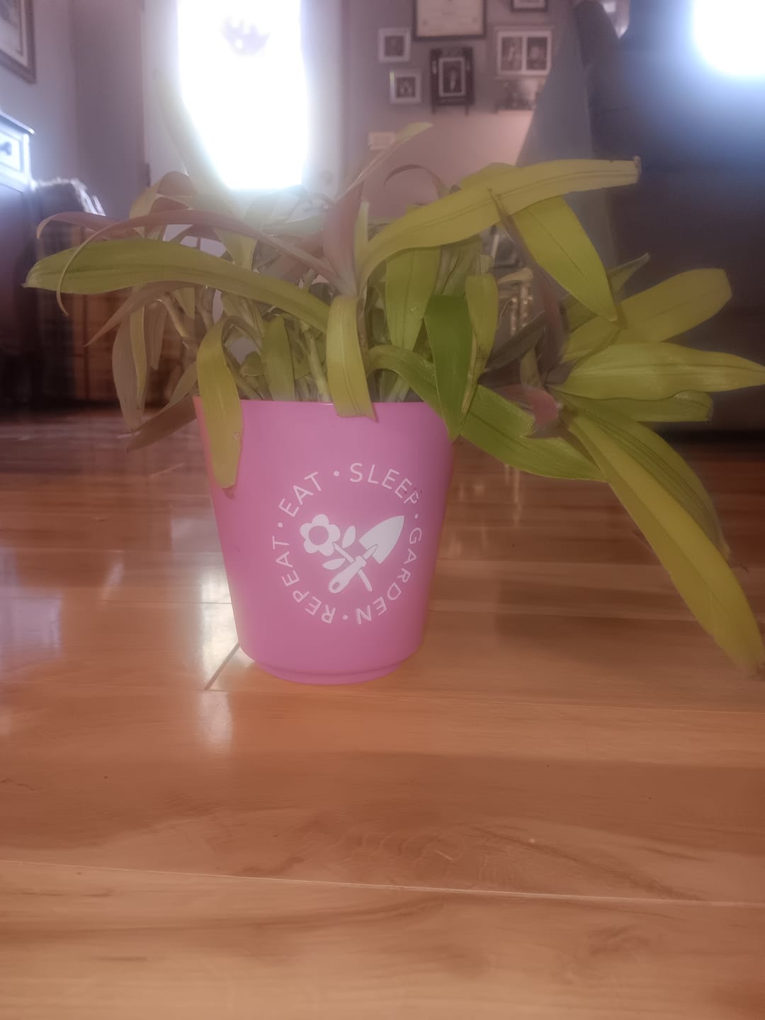 Customer photo review of Tradescantia spathacea 'Sitara's Gold'