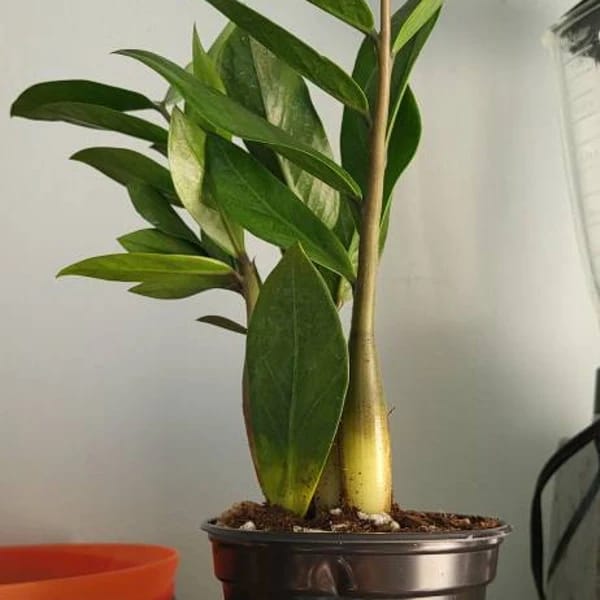 Customer photo review of Green ZZ Plant in 6" Grow Pot | Zamioculcas Zamiifolia Plant | Low Light Indoor Plant | Easy Care Houseplant | Beginner Friendly Plant