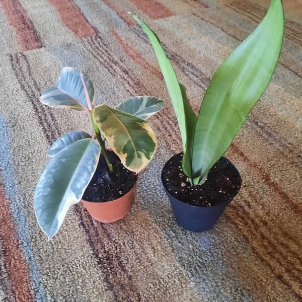 Customer photo review of Sansevieria Masoniana in a 3" Nursery Pot | Moonshine Snake Plant | Air Purifying Indoor Plant | Low Light Houseplants | Cat Safe Plant