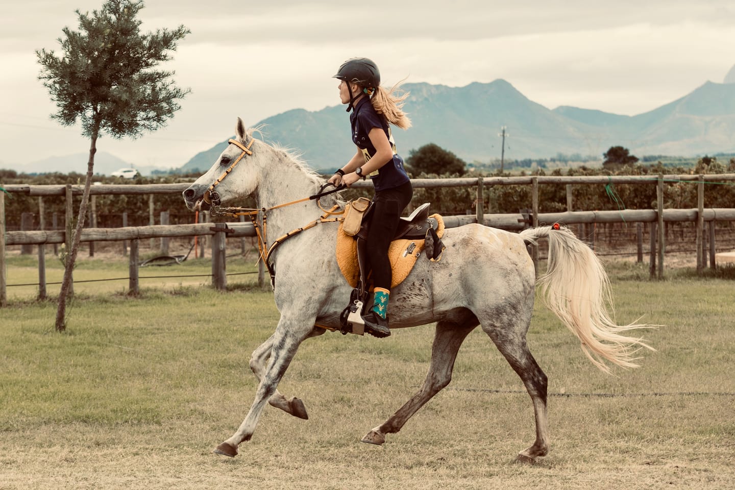Customer photo review of Flexcare Equine (Joint Supplement For Horses)