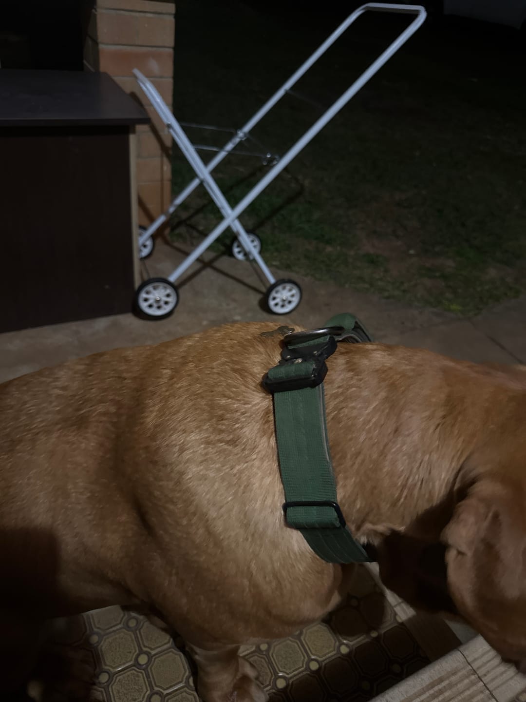 Customer photo review of Comfort Control Dog Collars