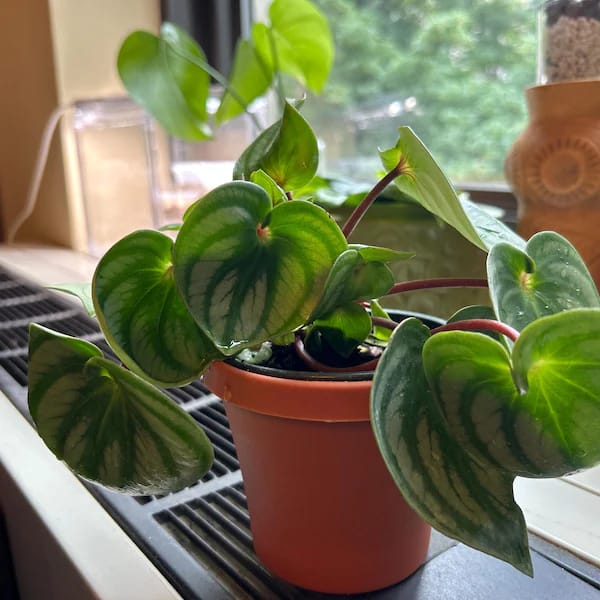 Customer photo review of Watermelon Peperomia starter plant In 4" Grow Pot - Large Watermelon-Striped Peperomia - Indoor Succulent Plant - Easy Care Houseplant