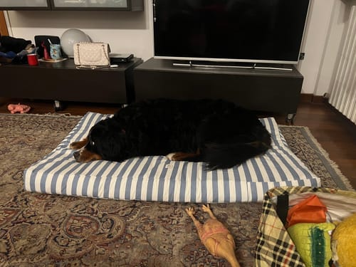 Customer photo review of Materassino Sfoderabile Cotone Premium Riga Larga Azzurro