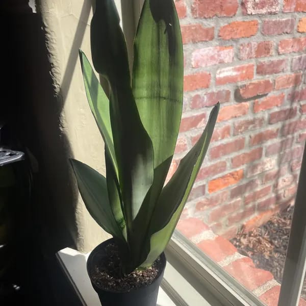 Customer photo review of Sansevieria Masoniana in a 3" Nursery Pot | Moonshine Snake Plant | Air Purifying Indoor Plant | Low Light Houseplants | Cat Safe Plant