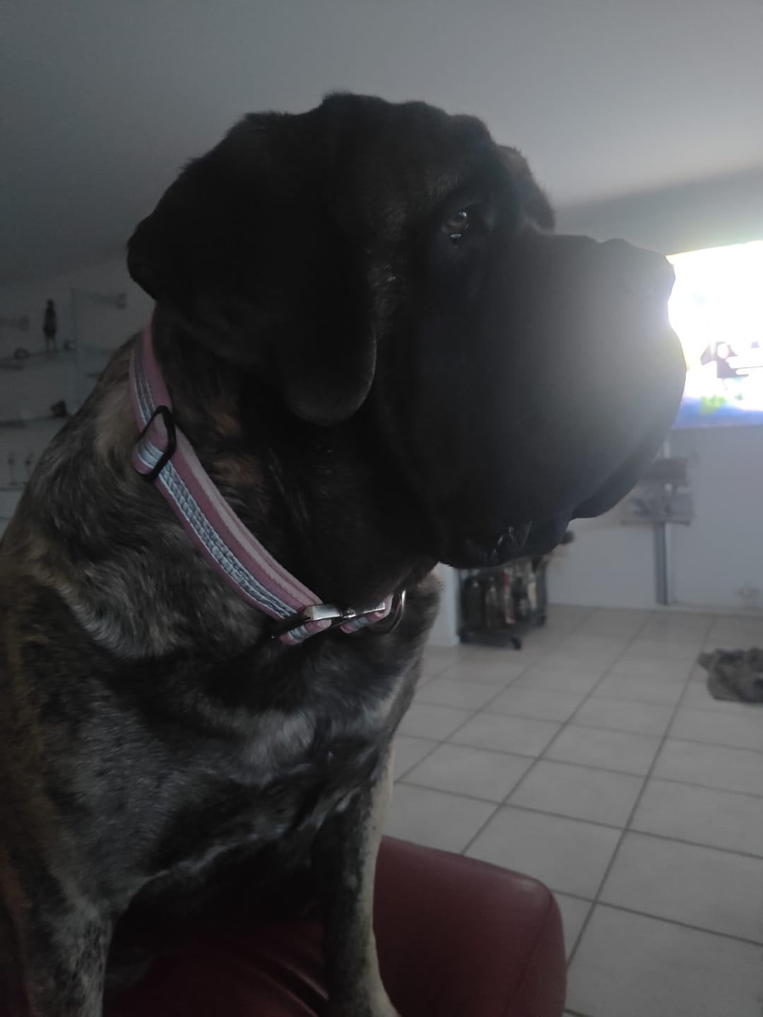 Customer photo review of Extreme Silver Buckle Safe Baby Pink - Säkert reflexhalsband