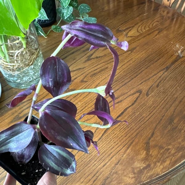 Customer photo review of Purple Wandering Jew in 3" Grow Pot | Easy Care Indoor Plant  | Live Wandering Dude Houseplant | Purple Plant For Indoors | Beginner Friendly Plant | Low Light Plant