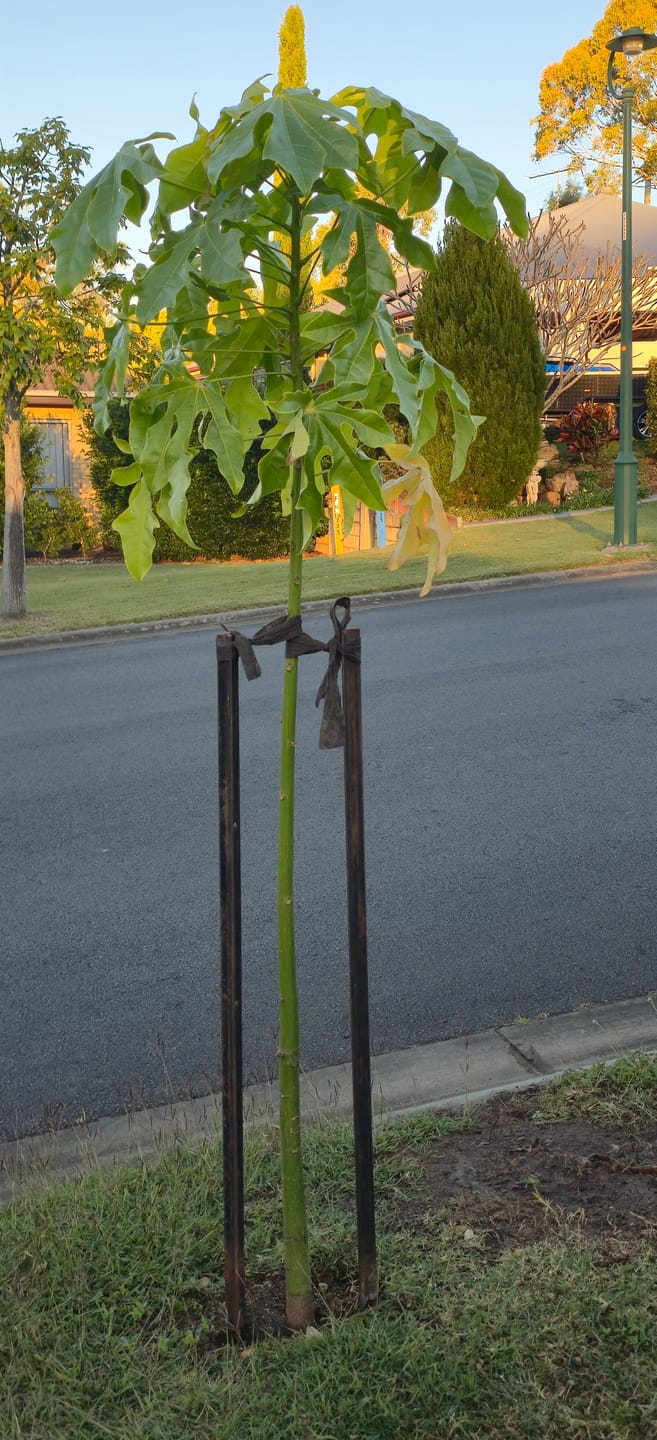 Customer photo review of Illawarra Flame Tree - Brachychiton acerifolius