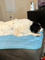 Cane sul tappetino