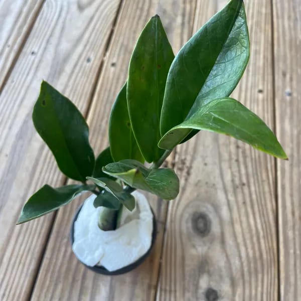 Customer photo review of Green ZZ Plant in 6" Grow Pot | Zamioculcas Zamiifolia Plant | Low Light Indoor Plant | Easy Care Houseplant | Beginner Friendly Plant